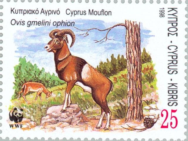 Cyprus Mouflon (Ovis musimon orientalis)