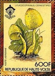 Leucocoprinus cepaestipes