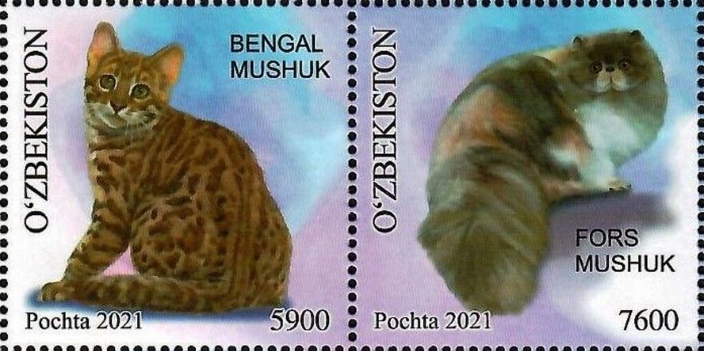 Cats of Uzbekistan