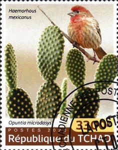 Stamp, House Finch (Haemorhous mexicanus), Bunny-ears Cactus (Opunt, Chad,  , Birds, Cacti