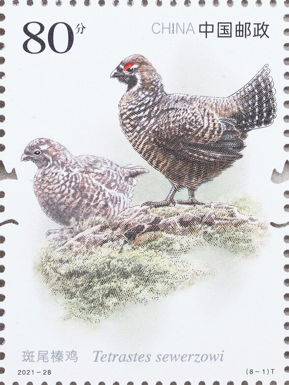 Chinese Grouse (Tetrastes sewerzowi)
