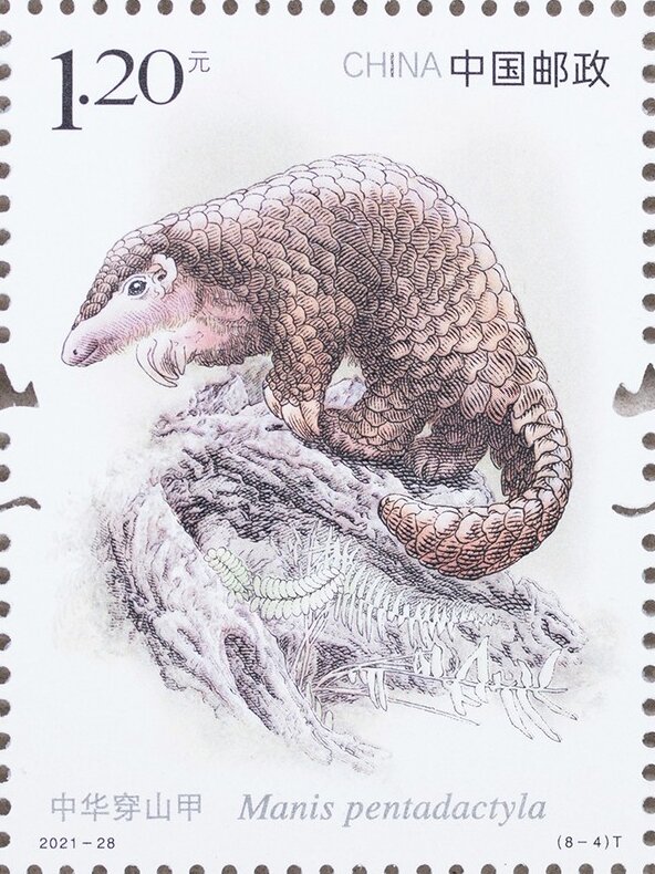 Chinese Pangolin (Manis pentadactyla)