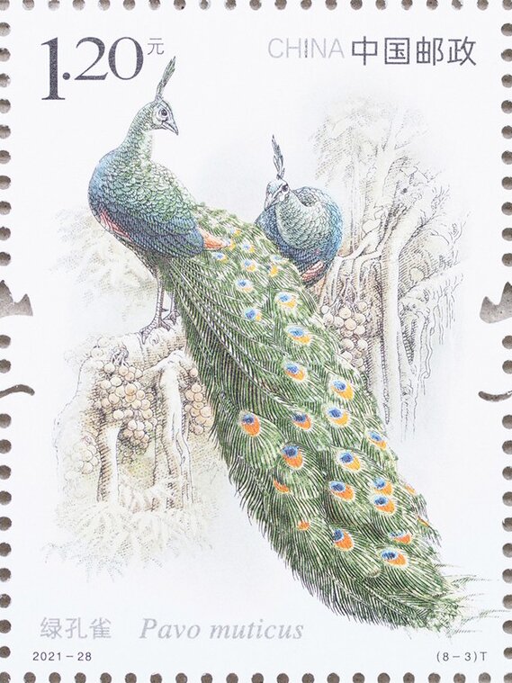 Green Peacock (Pavo muticus)