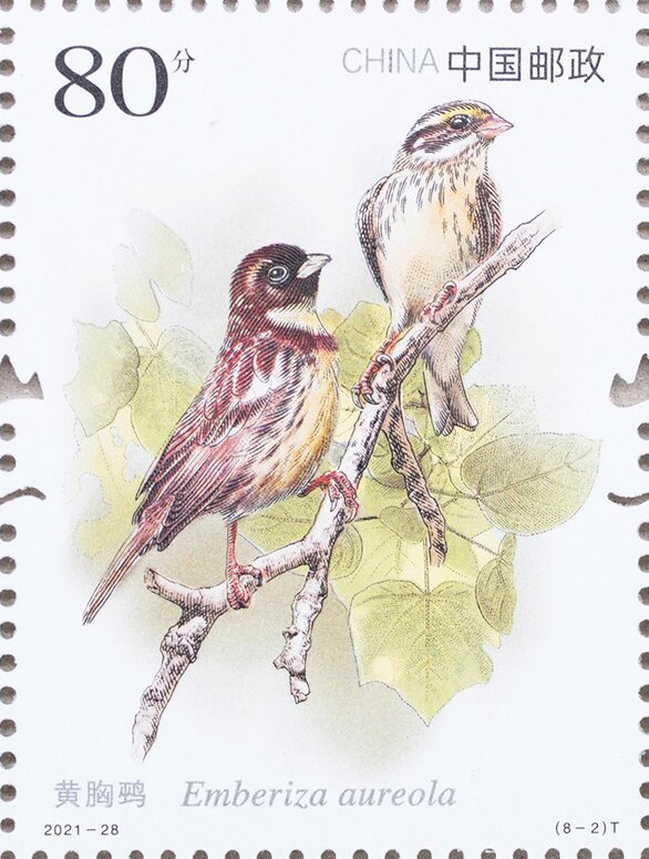 Yellow-Breasted Bunting (Emberiza aureola)