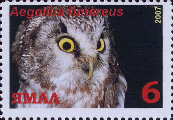 Aegolius funereus