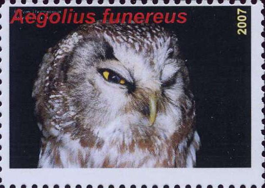 Aegolius funereus