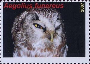 Stamp, Aegolius funereus, Cinderellas,  , Animals (Fauna), Birds, Birds of Prey, Owls