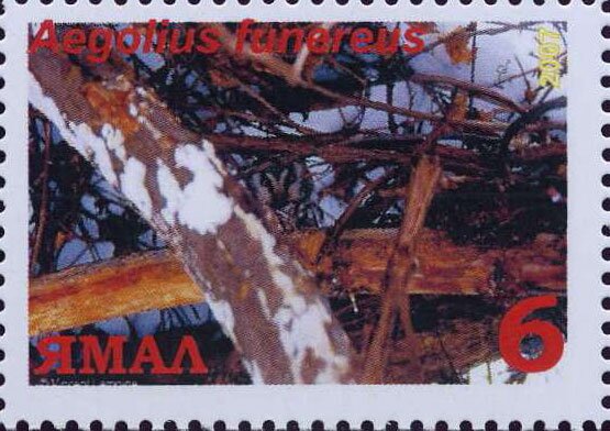 Aegolius funereus