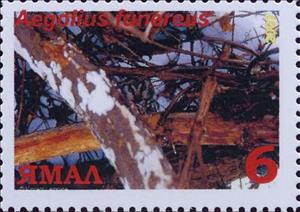 Stamp, Aegolius funereus, Cinderellas,  , Animals (Fauna), Birds, Birds of Prey, Owls