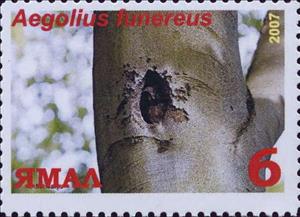 Stamp, Aegolius funereus, Cinderellas,  , Animals (Fauna), Birds, Birds of Prey, Owls