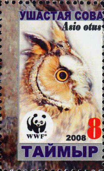Asio otus