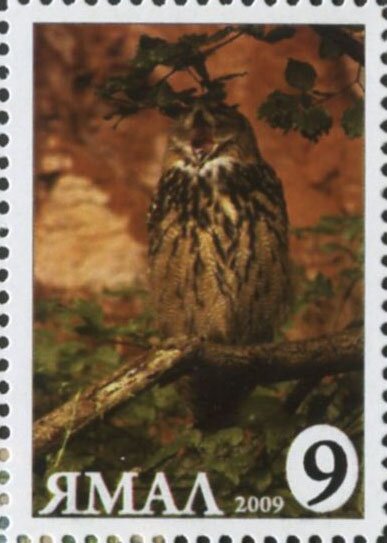 Bubo bubo