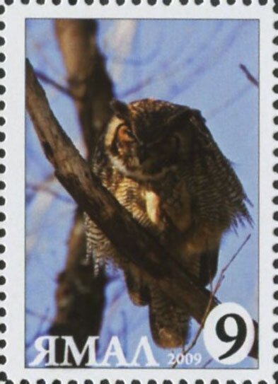 Bubo bubo