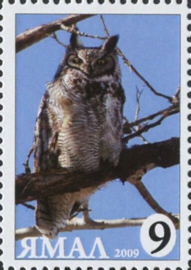 Bubo bubo