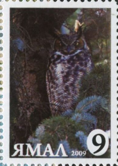 Bubo bubo