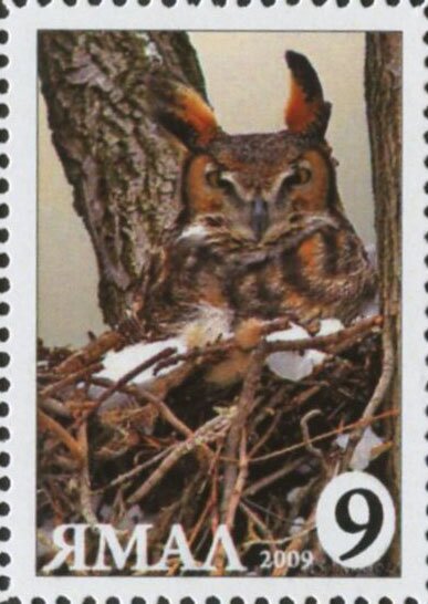 Bubo bubo