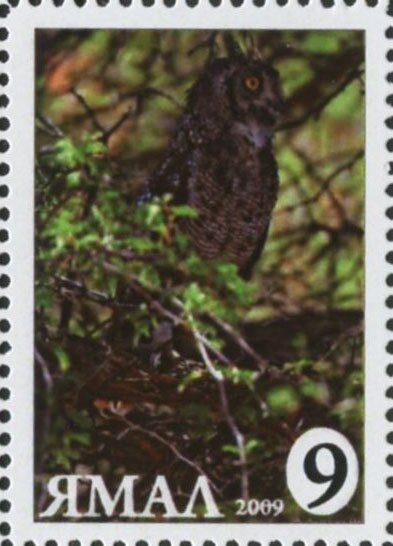 Bubo bubo