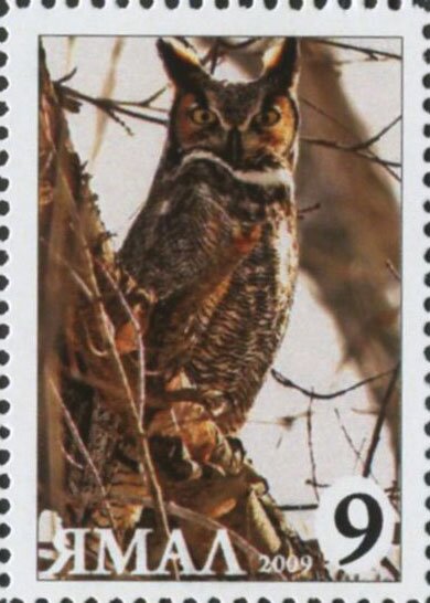 Bubo bubo