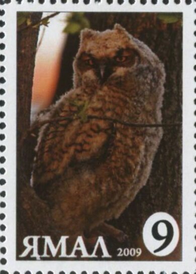 Bubo bubo