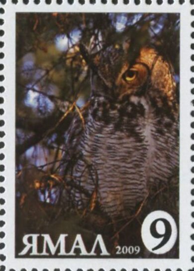 Bubo bubo