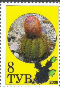 Cacti