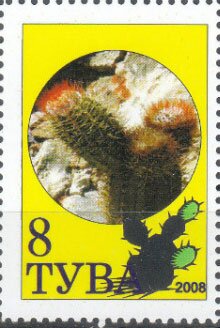 Cacti