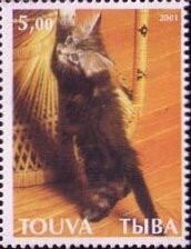 Cats