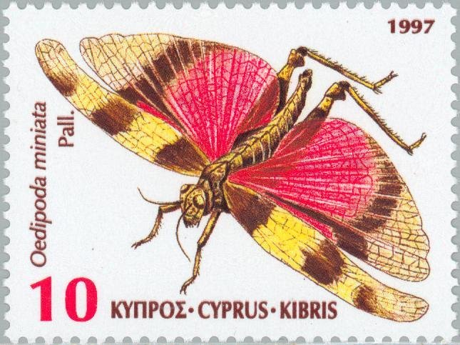 Band-winged Grasshopper (Oedipoda miniata) 