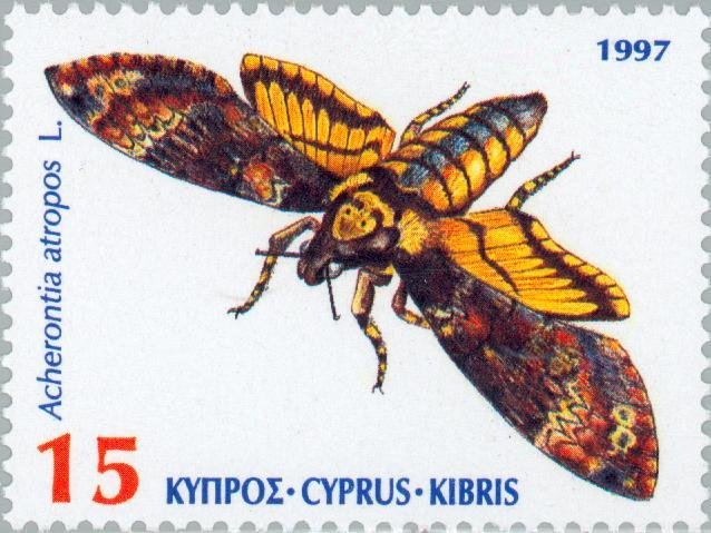 Death's-head Hawk-moth (Acherontia atropos)
