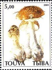 Mushrooms