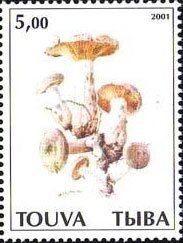 Mushrooms