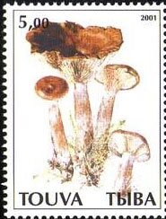 Mushrooms
