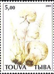 Mushrooms