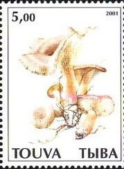 Mushrooms