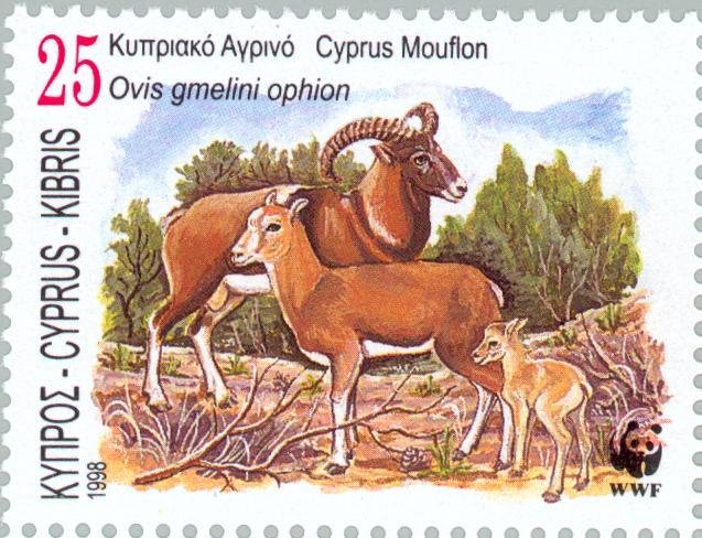 Cyprus Mouflon (Ovis musimon orientalis)