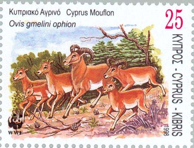 Cyprus Mouflon (Ovis musimon orientalis)