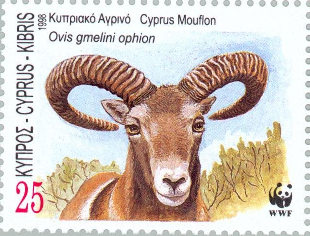 Cyprus Mouflon (Ovis musimon orientalis)