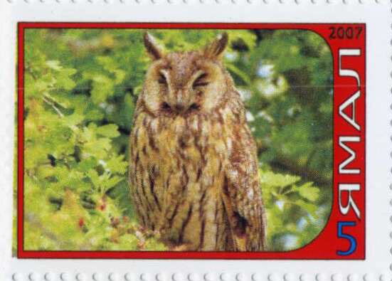 Owl