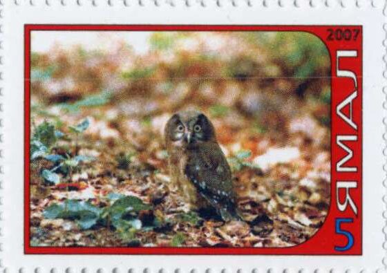 Owl
