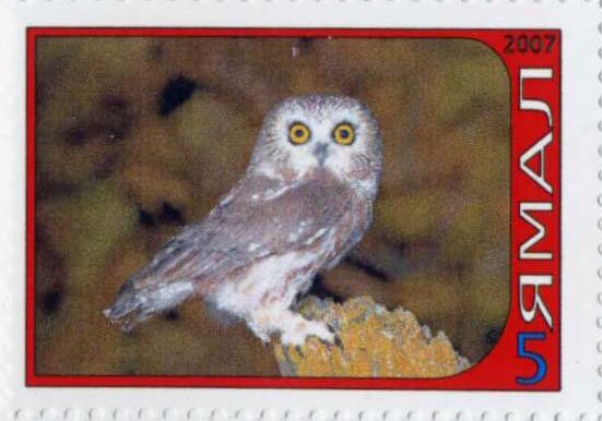 Owl