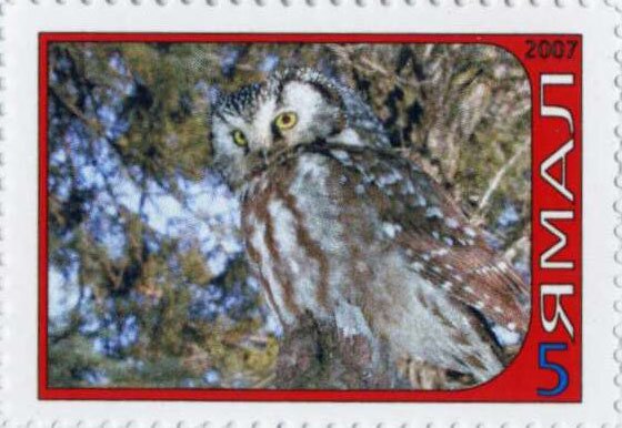 Owl