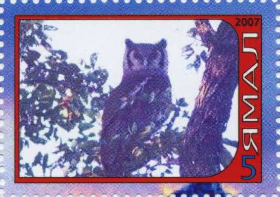 Owl