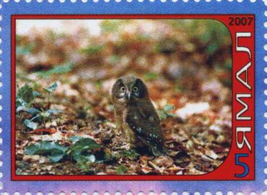 Owl