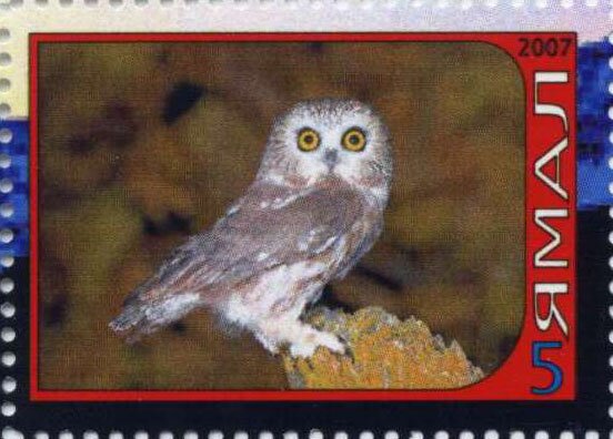 Owl