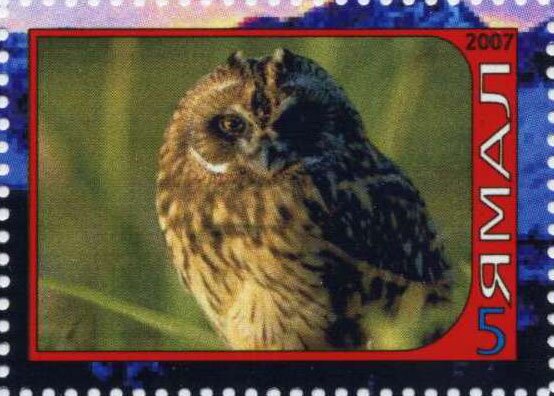 Owl