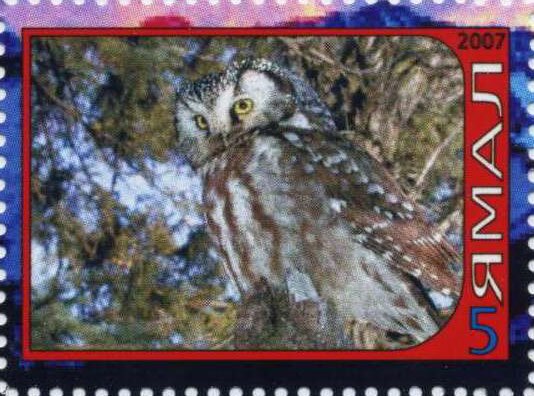 Owl