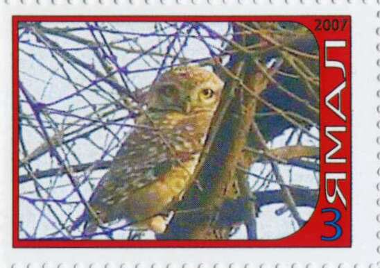 Owl