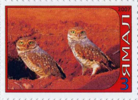Owl