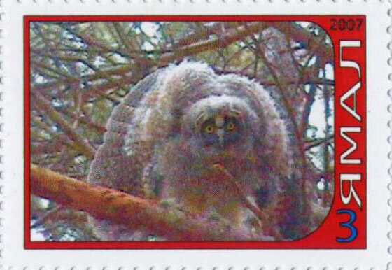 Owl
