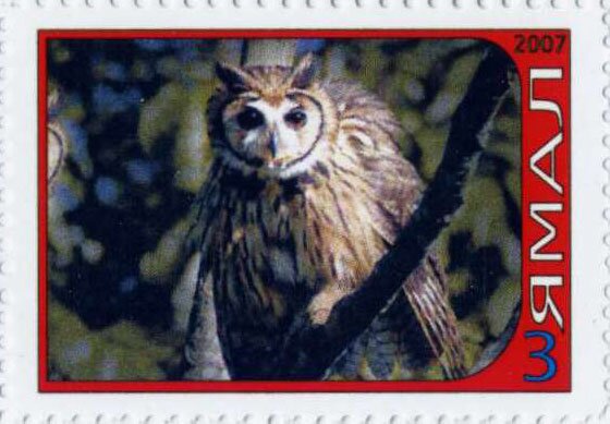 Owl